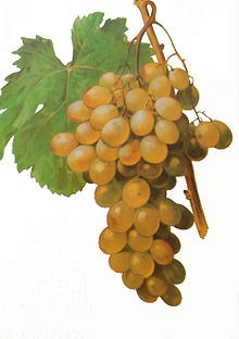 Uvas Moscatel Española